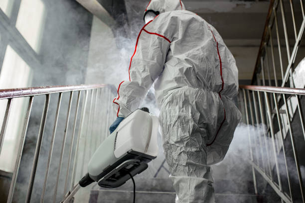 Why You Should Choose Our Mold Remediation Services in Cooper, TX